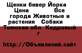 Щенки бивер Йорка  › Цена ­ 30 000 - Все города Животные и растения » Собаки   . Томская обл.,Кедровый г.